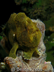 Baby Frogfish , only 2 inch , Canon S70 with macro lens by Beate Krebs 